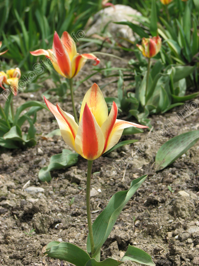Двухцветный тюльпан на верхней клумбе Никитского сада