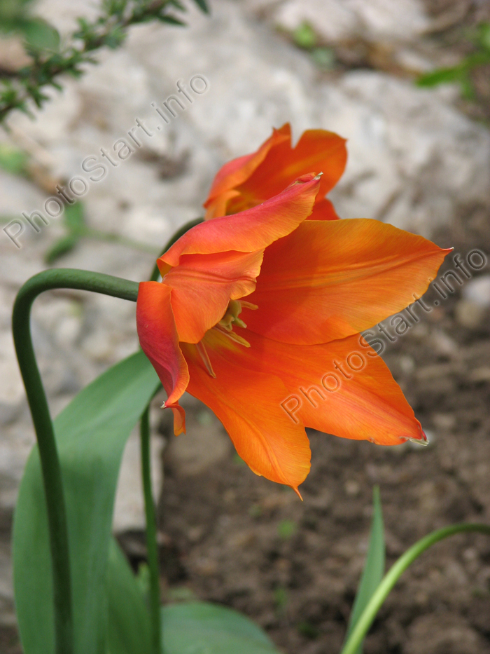 Оранжевый лилейный тюльпан Балерина (Ballerina).