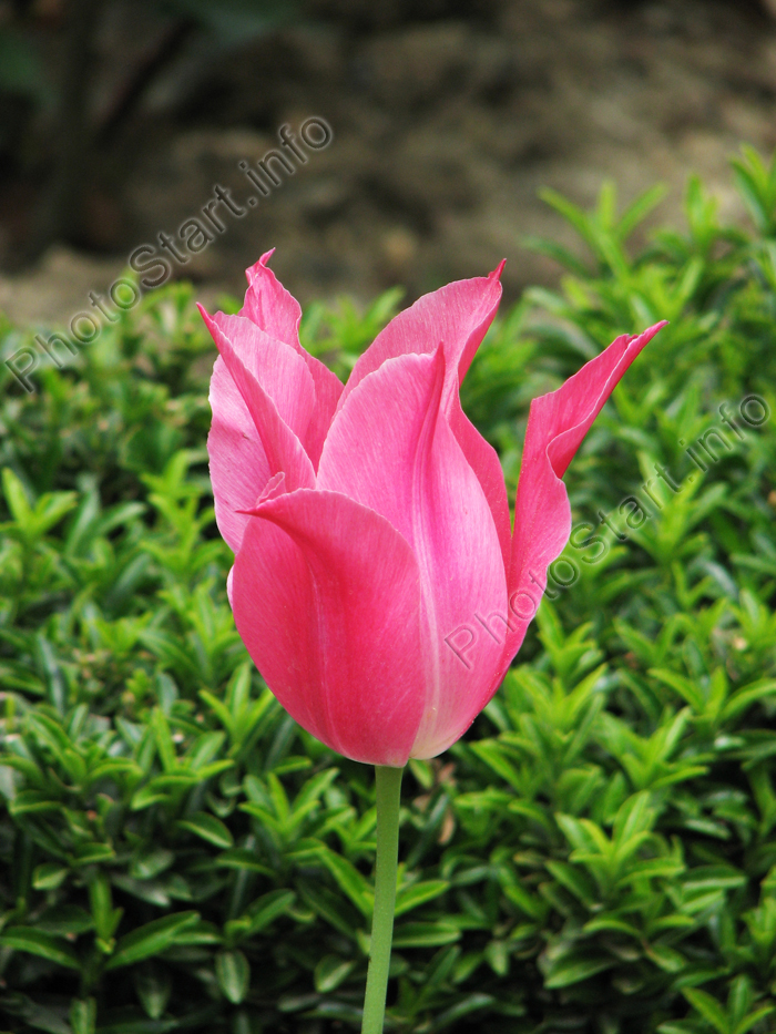 Розовый лилейный тюльпан Мариетт (Mariette).
