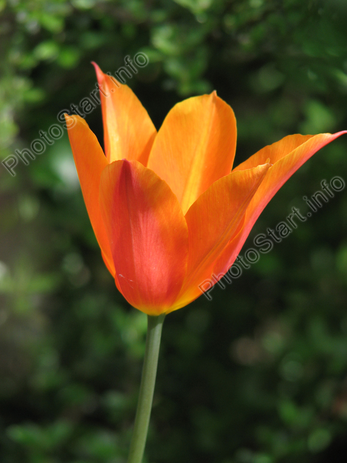 Фото оранжевого тюльпана Балерина (Ballerina).