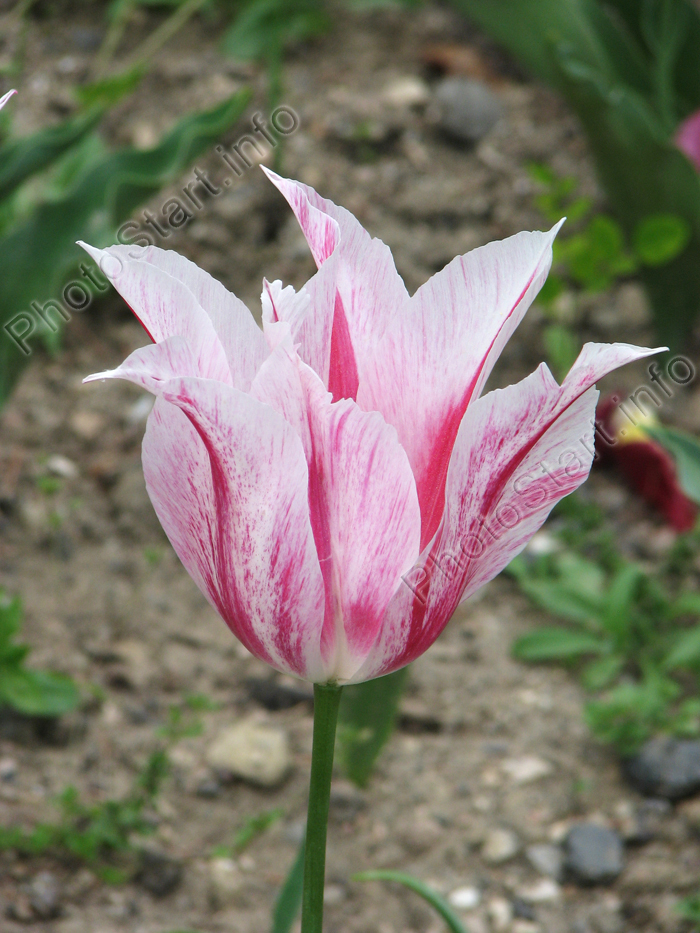 Красно-белый тюльпан Мерилин (Marilyn)