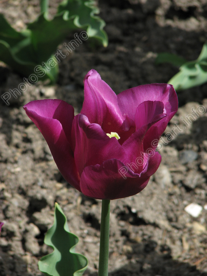 Фиолетовый тюльпан Пассионале (Passionale).