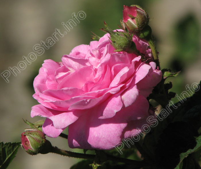 Розовая роза с бутонами.