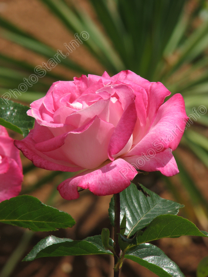 Розовая роза на фоне пальмового листа.