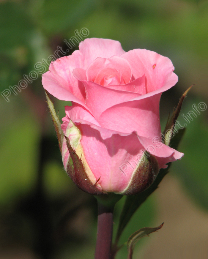 Классический бутон розовой розы.