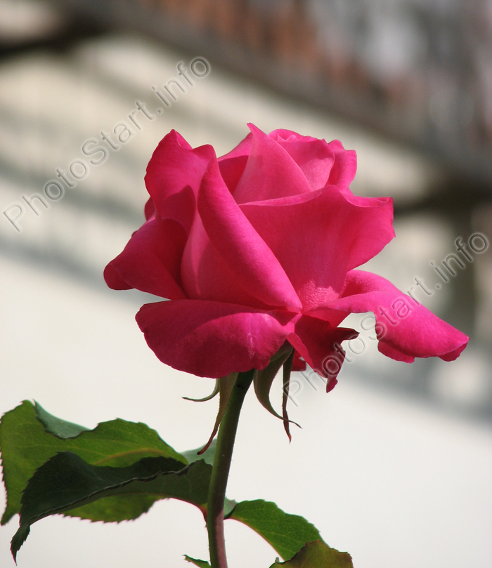 Бутон розы малинового оттенка.