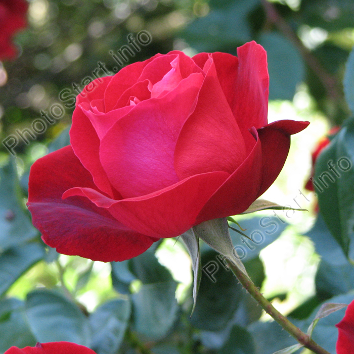 Полуплетистая красная роза Херсонес.