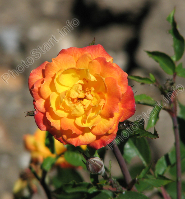 Миниатюрная желто-оранжевая роза Санмейд (Sunmaid).