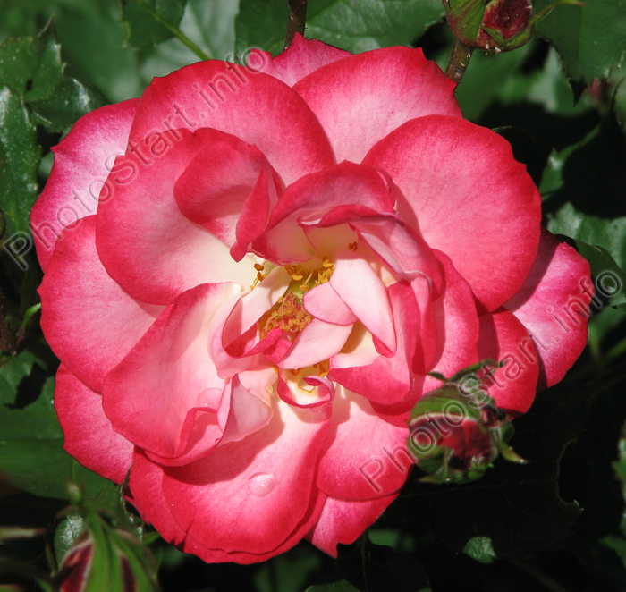 Красно-белая роза из Никитского сада.