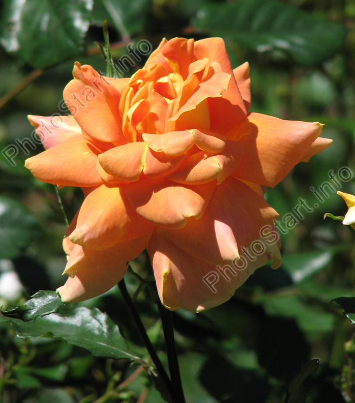 Чайно-гибридная роза Золотая осень. Селекция Никитского ботанического сада.