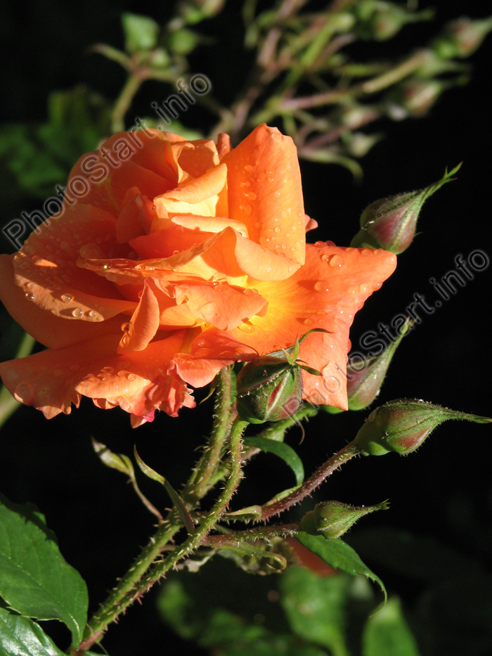 Оранжевая роза с бутонами.