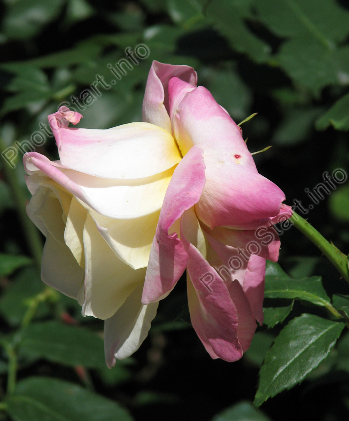 Бело-розовая роза.