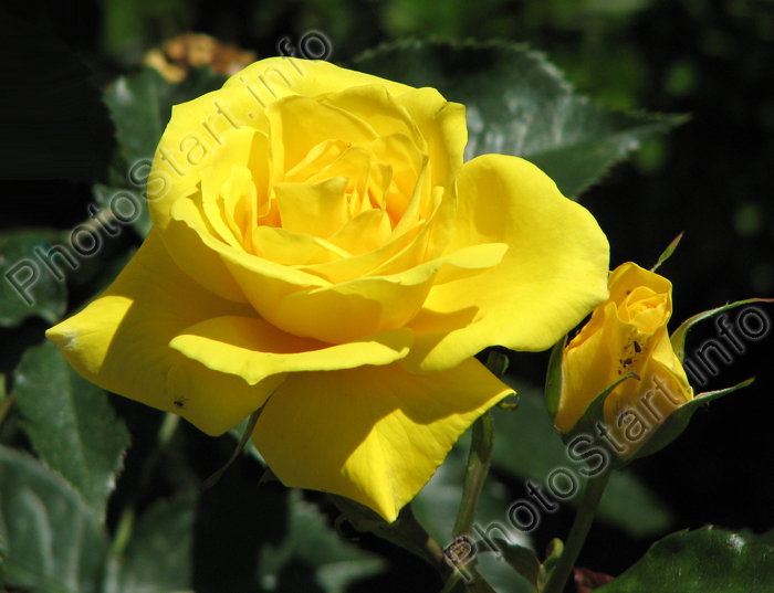 Чайно-гибридная роза Мабелла (Mabella).