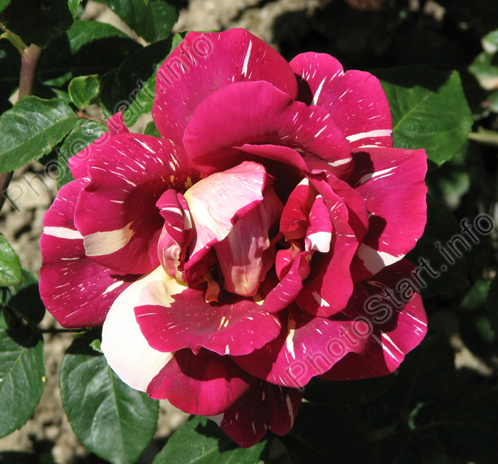 Чайно-гибридная роза Пестрая Фантазия. Селекция Никитского ботанического сада.