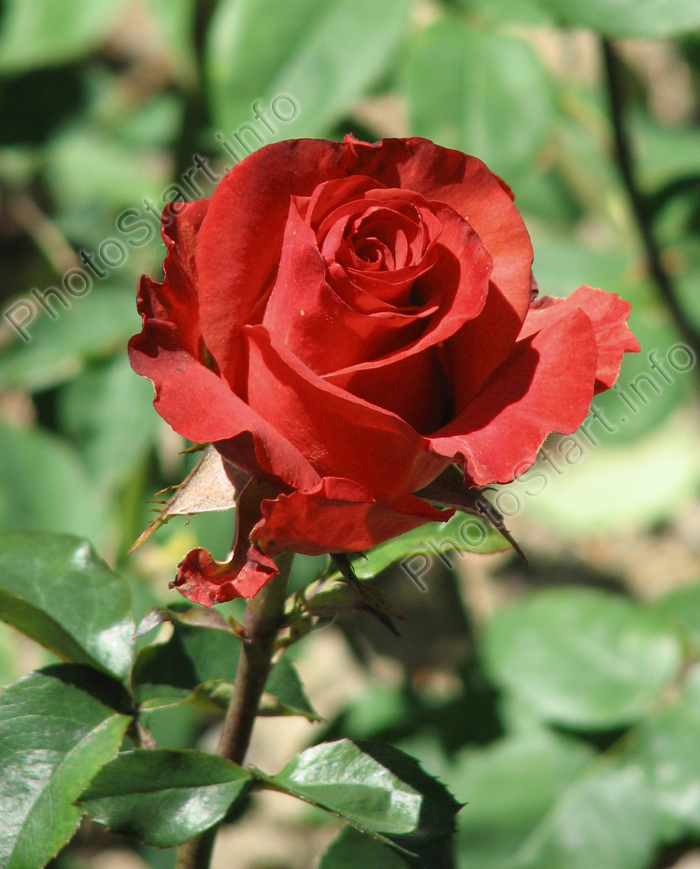Бутон розы Анжелика (Angelique).