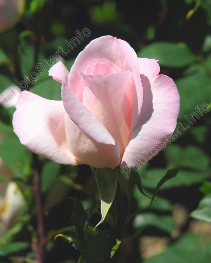 Бледно-розовая роза Мишель Мейлланд (Michele Meilland).