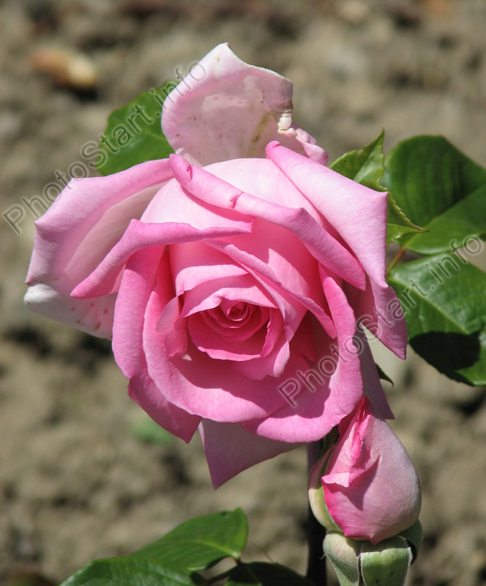 Розовая роза Уими (Wimi).