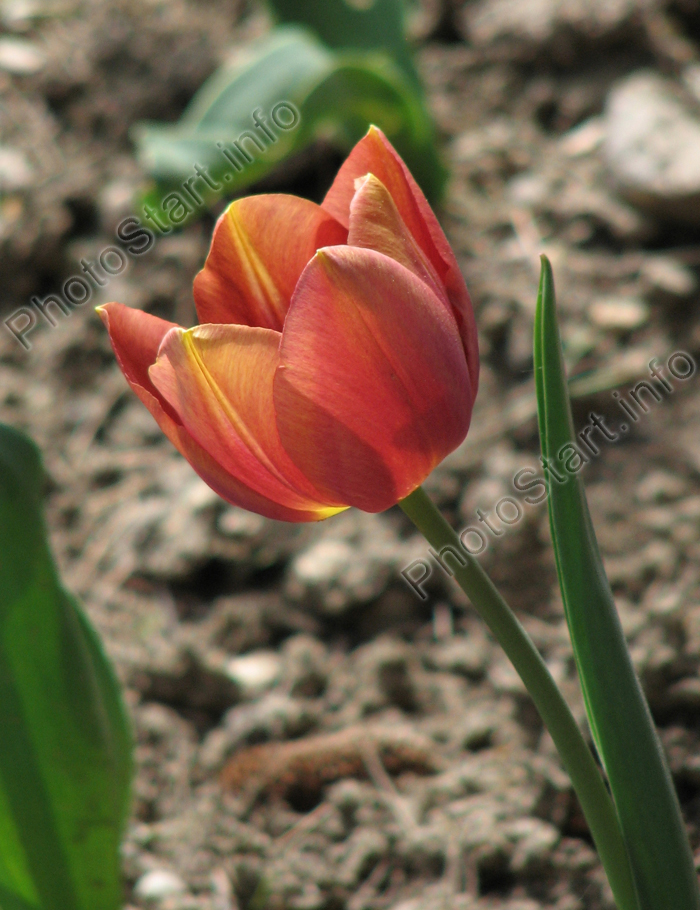 Коричневый тюльпан Бабушкины Сказки в Никитском саду.