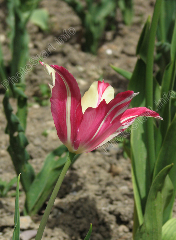Пестрый розово-белый тюльпан.