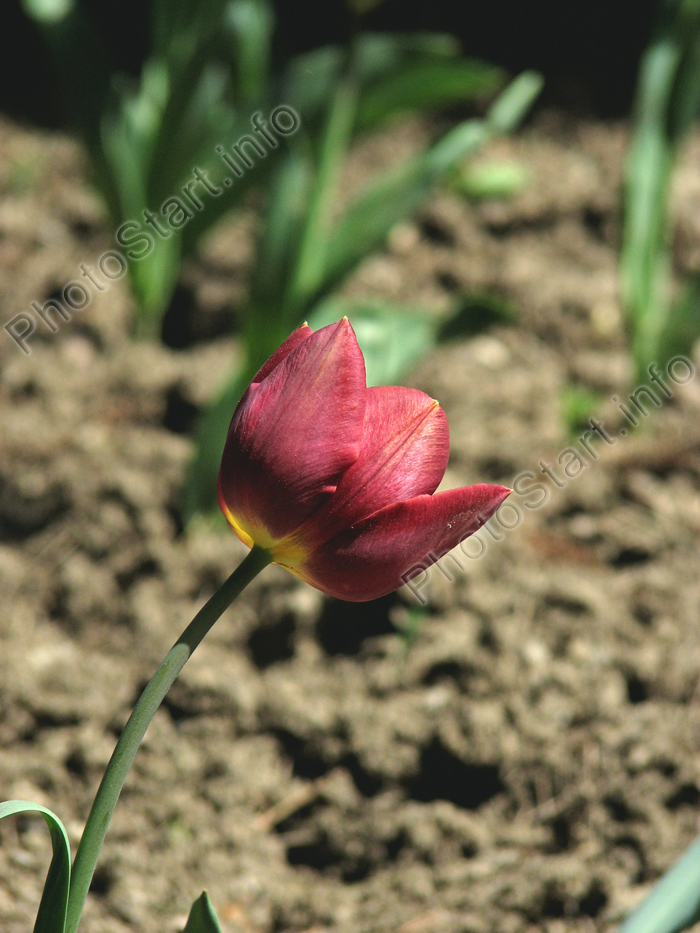 Коричневый тюльпан из коллекции Никитского сада.