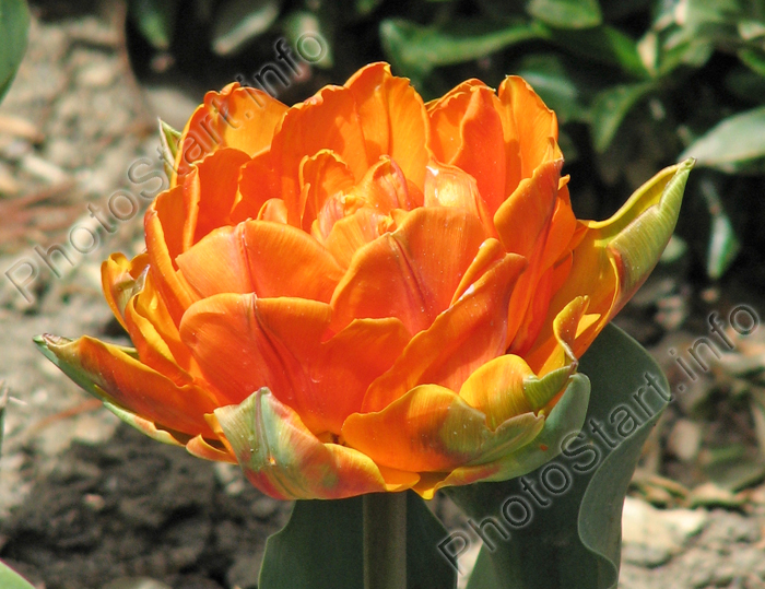Махровый тюльпан Оранжевая Принцесса (Orange Princess).