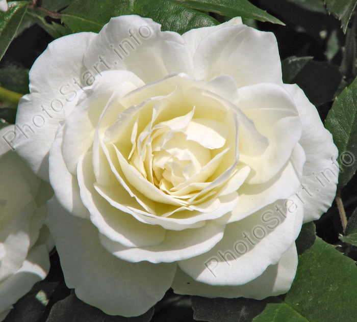 Белая плетистая роза.