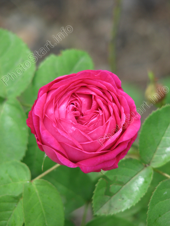 Ярко-розовая роза Баронесса Превост (Baronne Prevost)