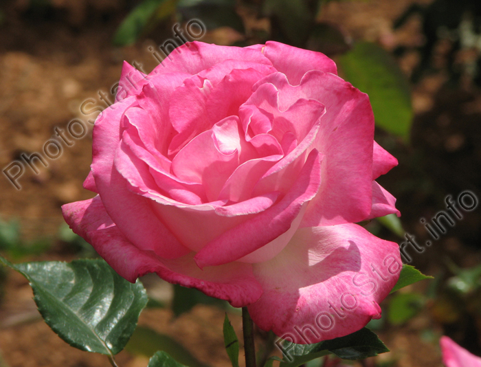 Цветок розовой розы.