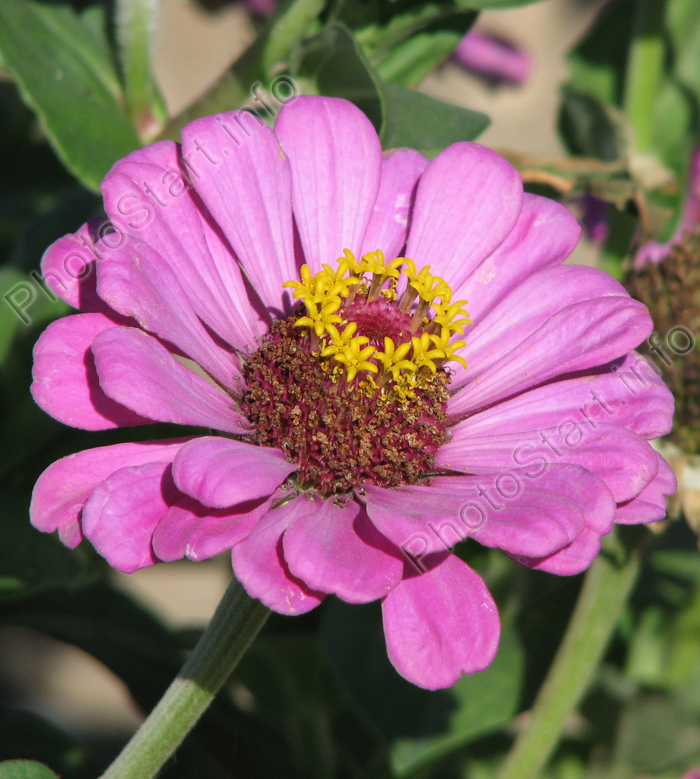 Розовый цветок майора (цинния).