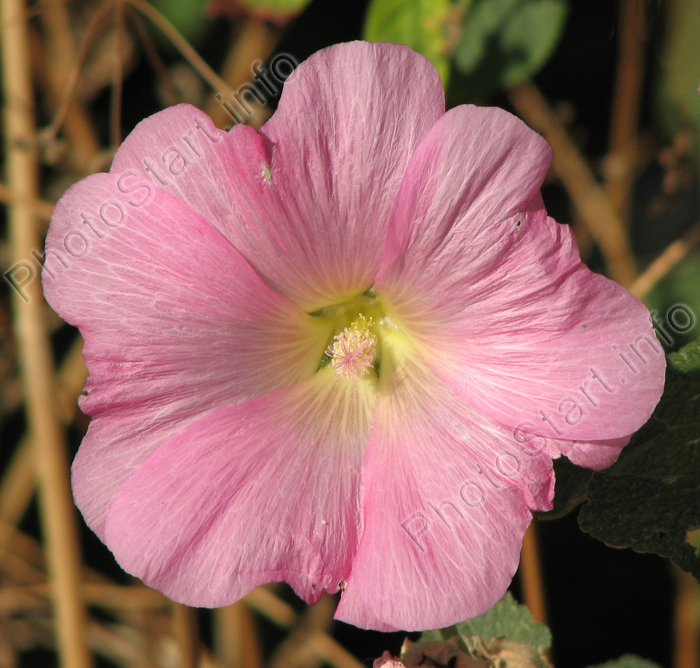 Цветок мальвы с бледно-розовыми лепестками.