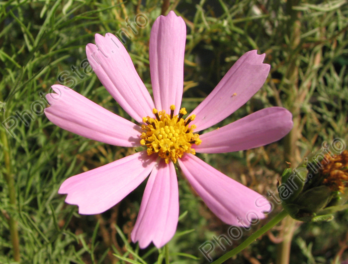 Восьмилепестковый бледно-розовый цветок космеи.