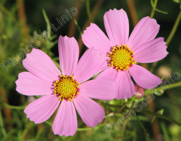 Два цветка бледно-розового космоса (космеи).