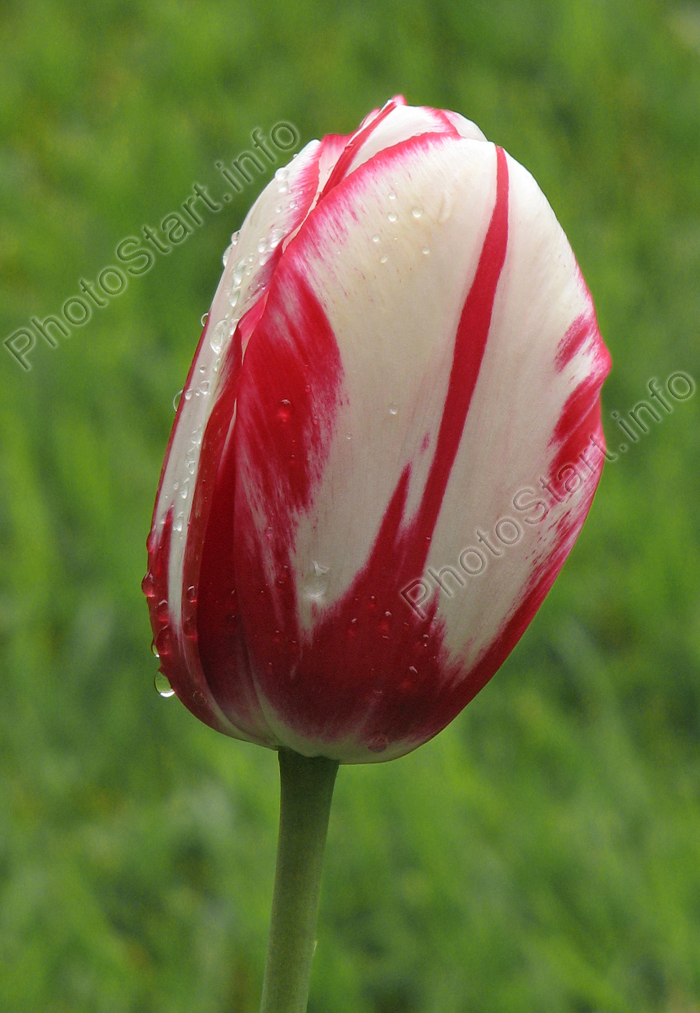 Бутон красно-белого тюльпана Портофино (Portofino).