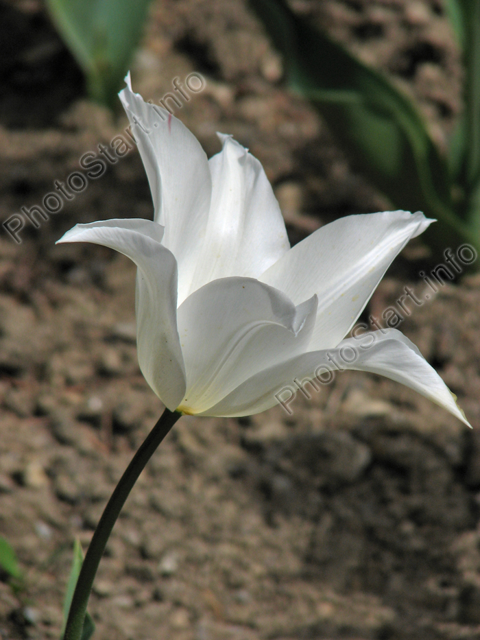 Белый тюльпан Уайт Триумфатор (White Triumphator).