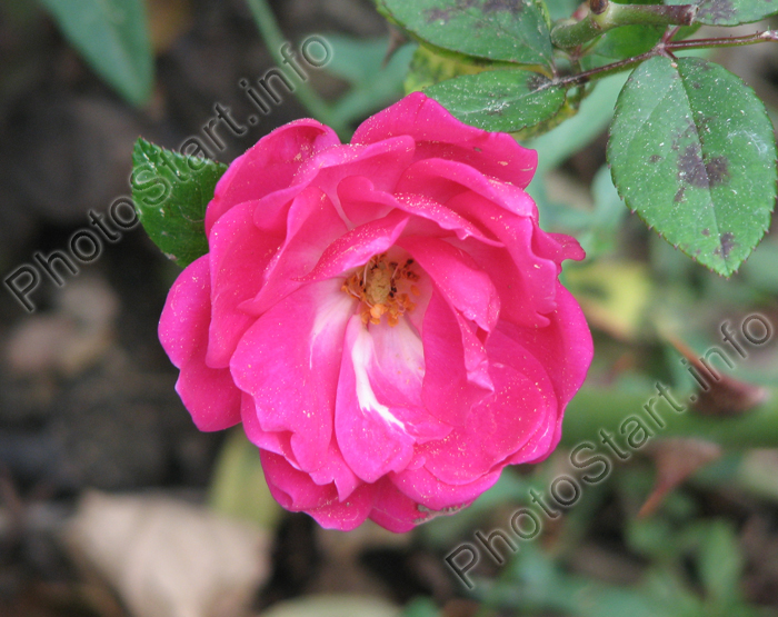 Ярко-розовая роза с белым глазком.