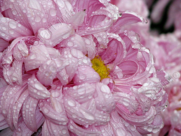 Цветок хризантемы Халцедон в каплях дождя.