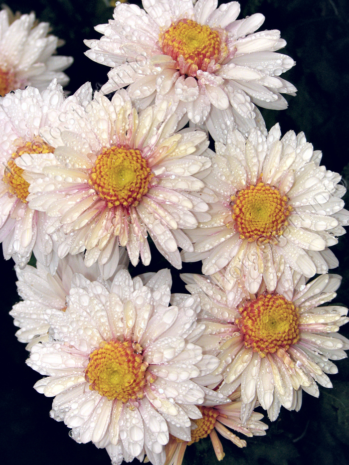 Гроздь белых хризантем Таффета Уайт (Taffeta White).