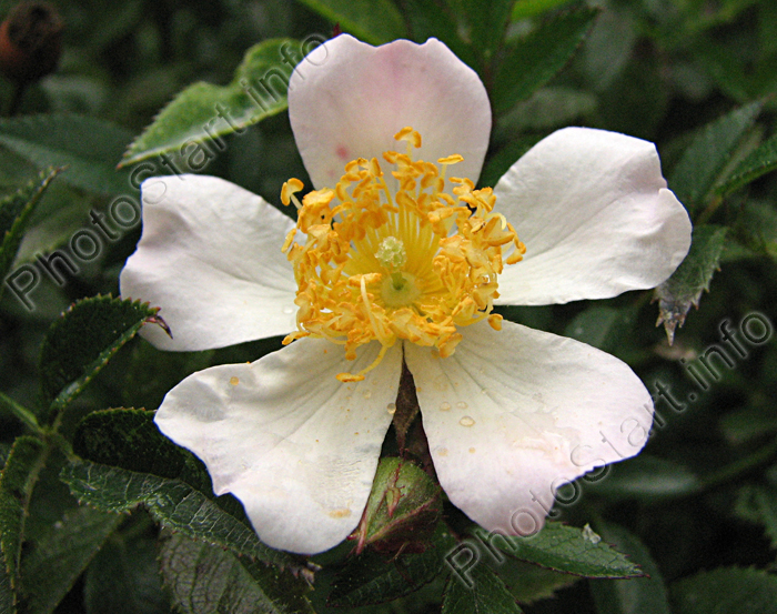 Почвопокровная роза Нозоми (Nozomi).