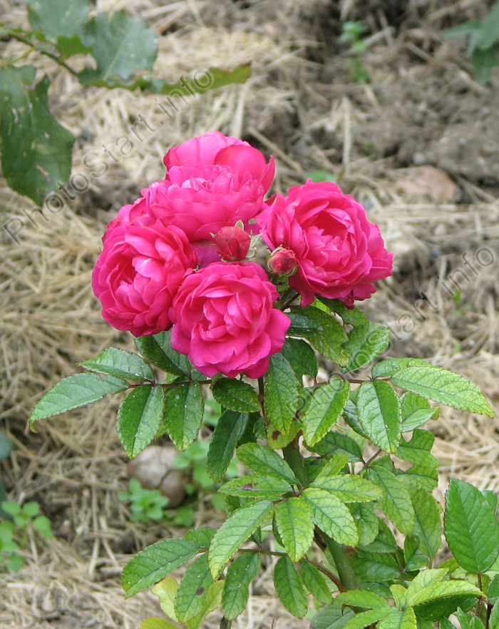 Чайно-гибридная роза Розовый Вальс. Селекция НБС.