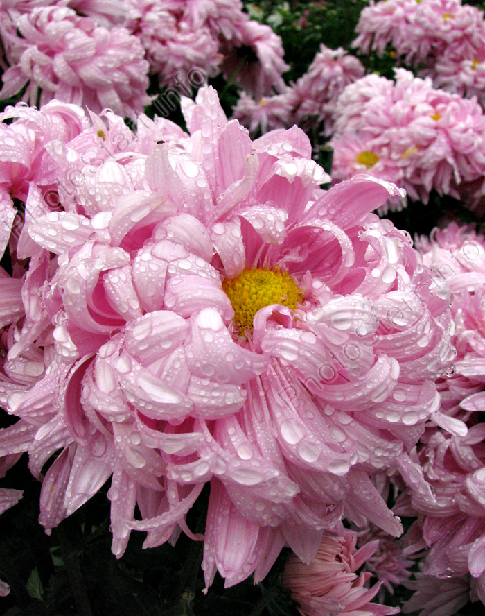 Розовый цветок хризантемы Халцедон.