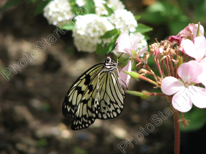 Черно-белая бабочка Idea Leuconoe на цветке.