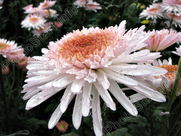 Цветок хризантемы Элеонора Уайт (Eleanor White).