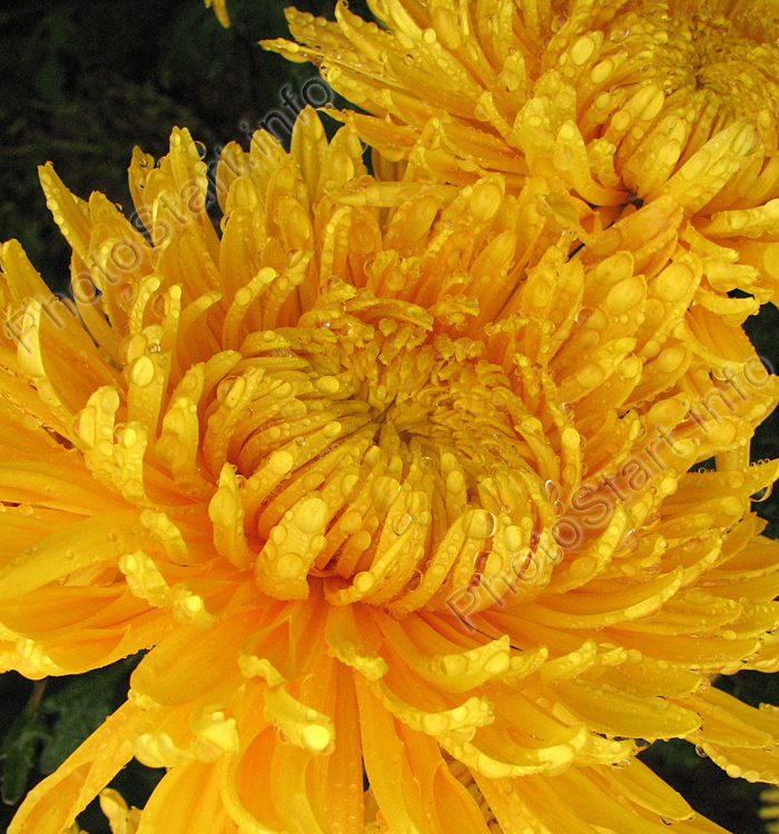 Жёлтая хризантема Солнечный Эльф.