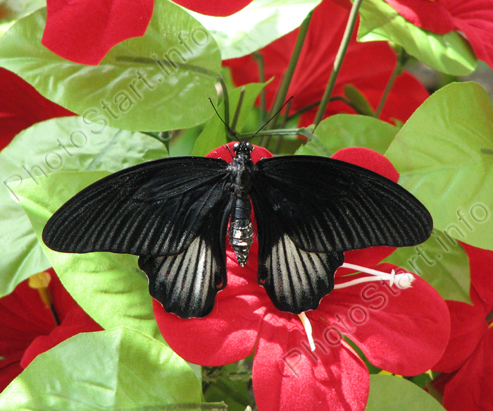 Тропическая бабочка Papilio Rumanzovia (самка). Черное на красном.