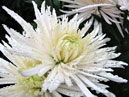 Цветок белой хризантемы Анастасия (Anastasia). 
Размер: 700x518. 
Размер файла: 424.48 КБ