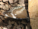 Черно-белая бабочка на сухом листе. 
Размер: 700x542. 
Размер файла: 480.38 КБ
