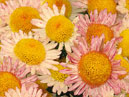 Мелкоцветковая хризантема Русское Поле. 
Размер: 700x933. 
Размер файла: 842.48 КБ