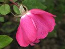 Роза-флорибунда Цикламен (Cyclamen). 
Размер: 700x891. 
Размер файла: 637.44 КБ