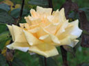Бледно-жёлтая роза Селена с капельками росы. 
Размер: 700x876. 
Размер файла: 539.14 КБ