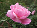 Миниатюрная роза Rouletii. 
Размер: 700x563. 
Размер файла: 338.62 КБ